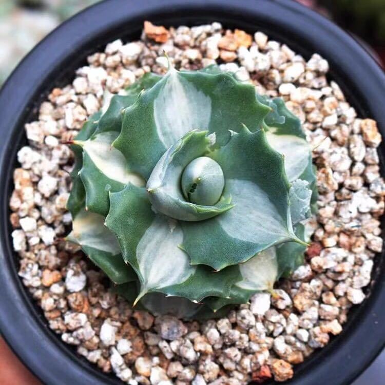 1株入りクイーントール アガベ 多肉植物 王妃雷神 白中斑 4-6cm 1株入りクイーントール アガベ 多肉植物 王妃雷神 白中斑 4-6cm