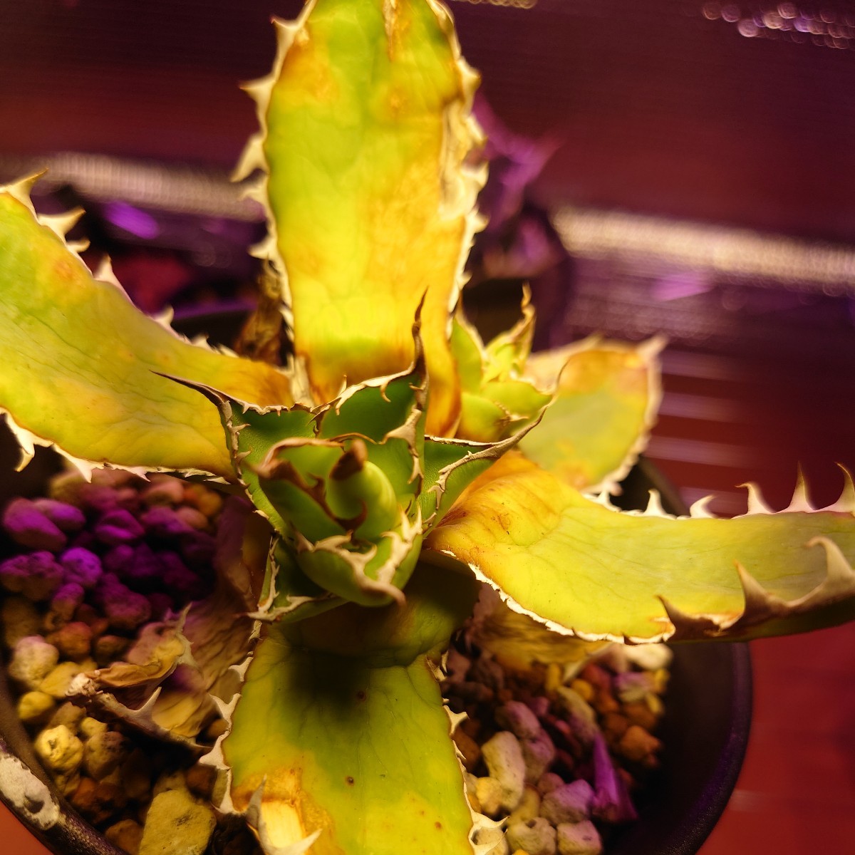 US ホリダの大株（ベアルート）② P9312S級 極上US産！！アガベ