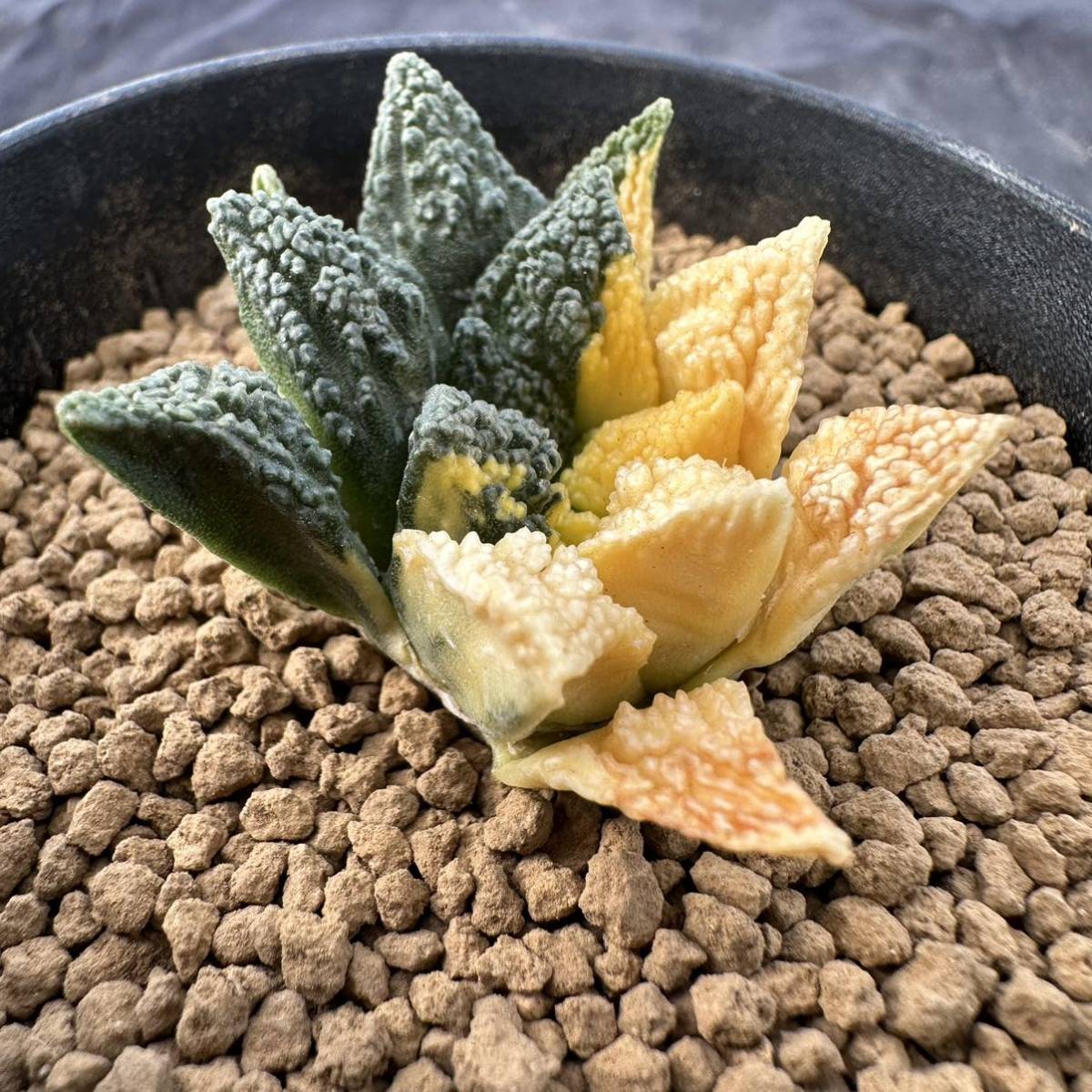 亀甲牡丹錦 実生 サボテン HOT，豊富な】 サボテン「亀甲牡丹」