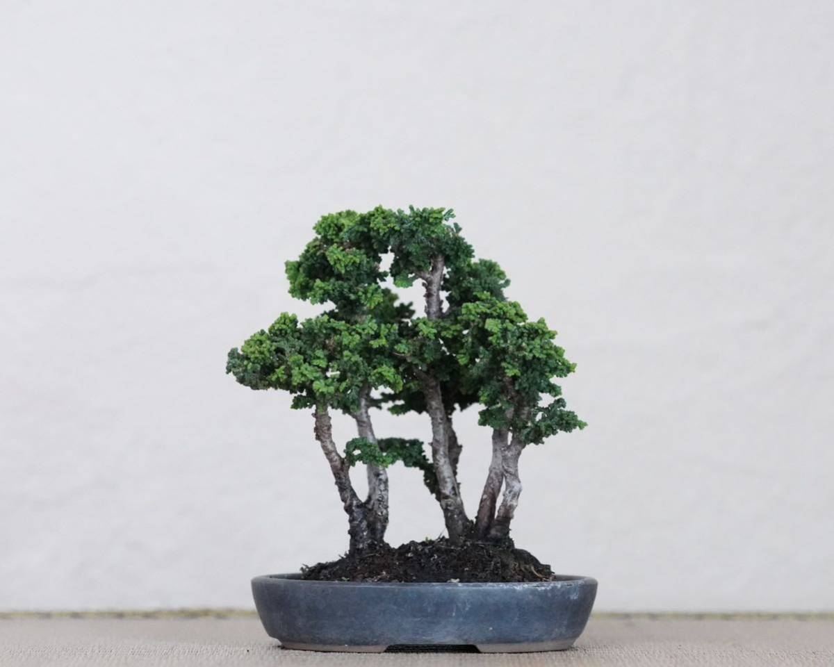 「亦盆栽」石化檜 小品盆栽