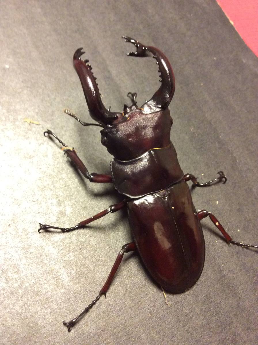 新成虫 フォルスターフタマタクワガタ 原名亜種 ♂76♀44ペア 未後食