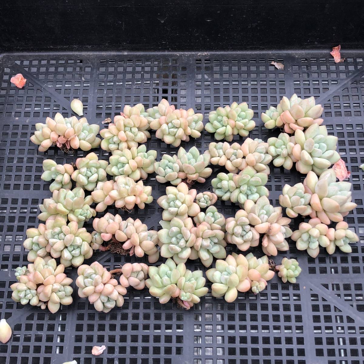 多肉植物0718-D130 24個 Echeveria Bubble Gum エケベリア カット苗