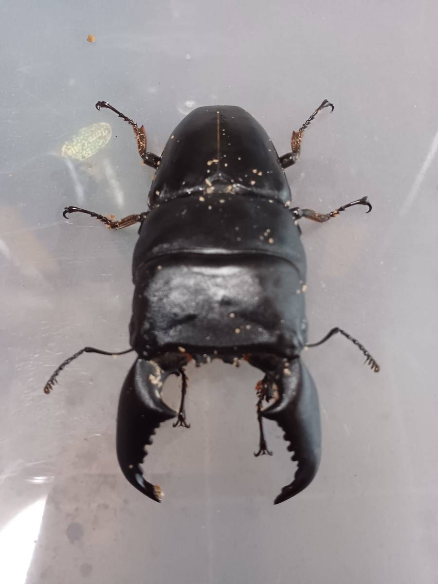 有田焼き 華山 赤富士飾り皿 直径30cm 有田焼ききれい