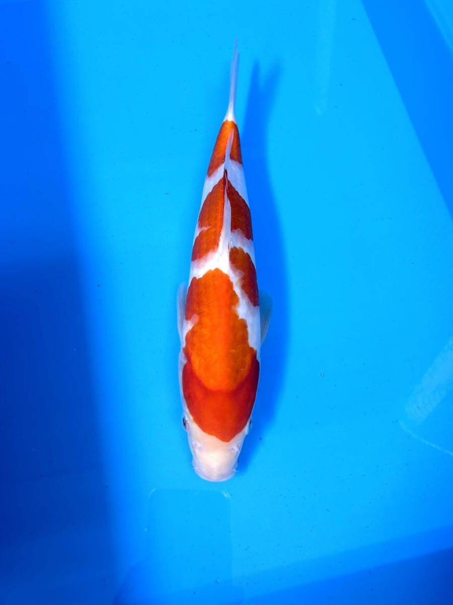 【美鯉】 錦鯉　★ 真夏の祭典！！★ 紅白 ☆明け2歳☆29cm位☆《同梱不可》M-10