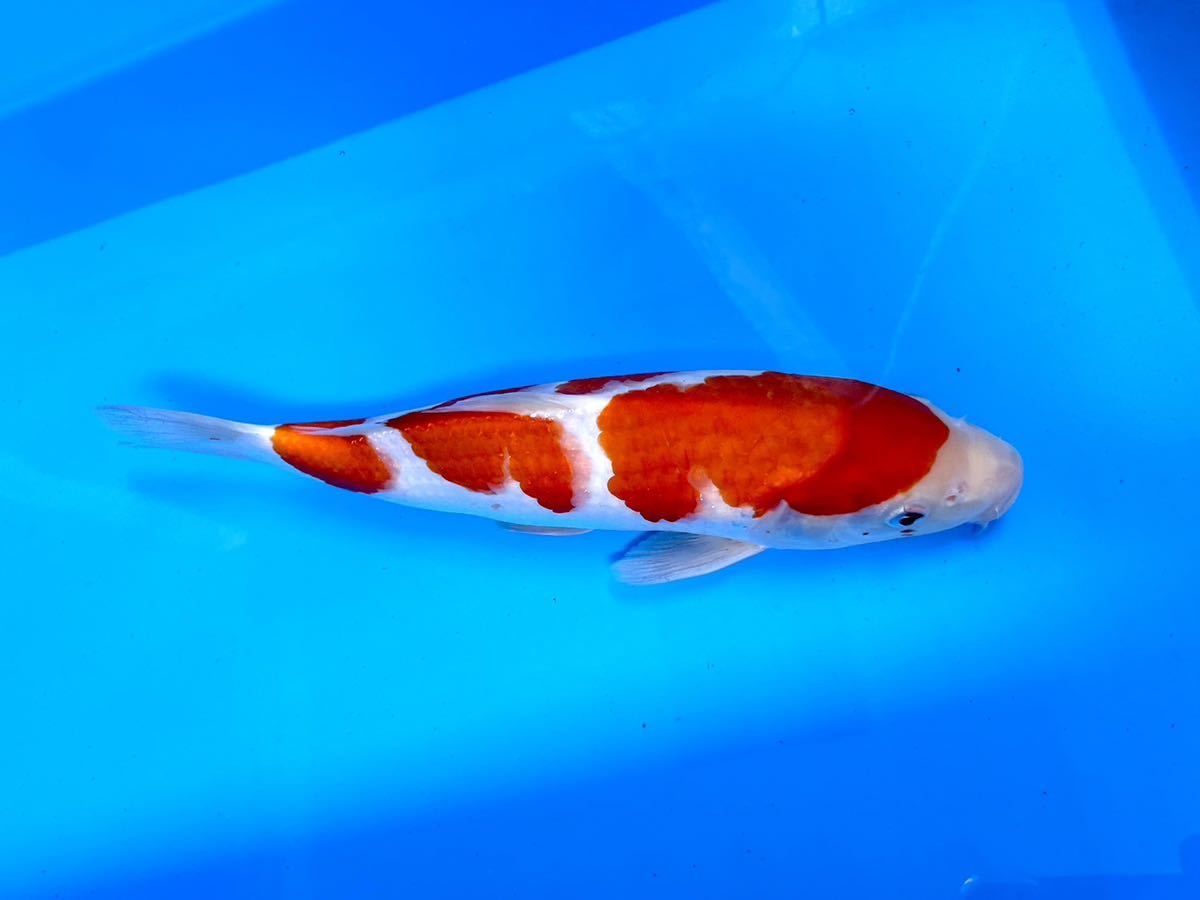 【美鯉】 錦鯉　★ 真夏の祭典！！★ 紅白 ☆明け2歳☆29cm位☆《同梱不可》M-10