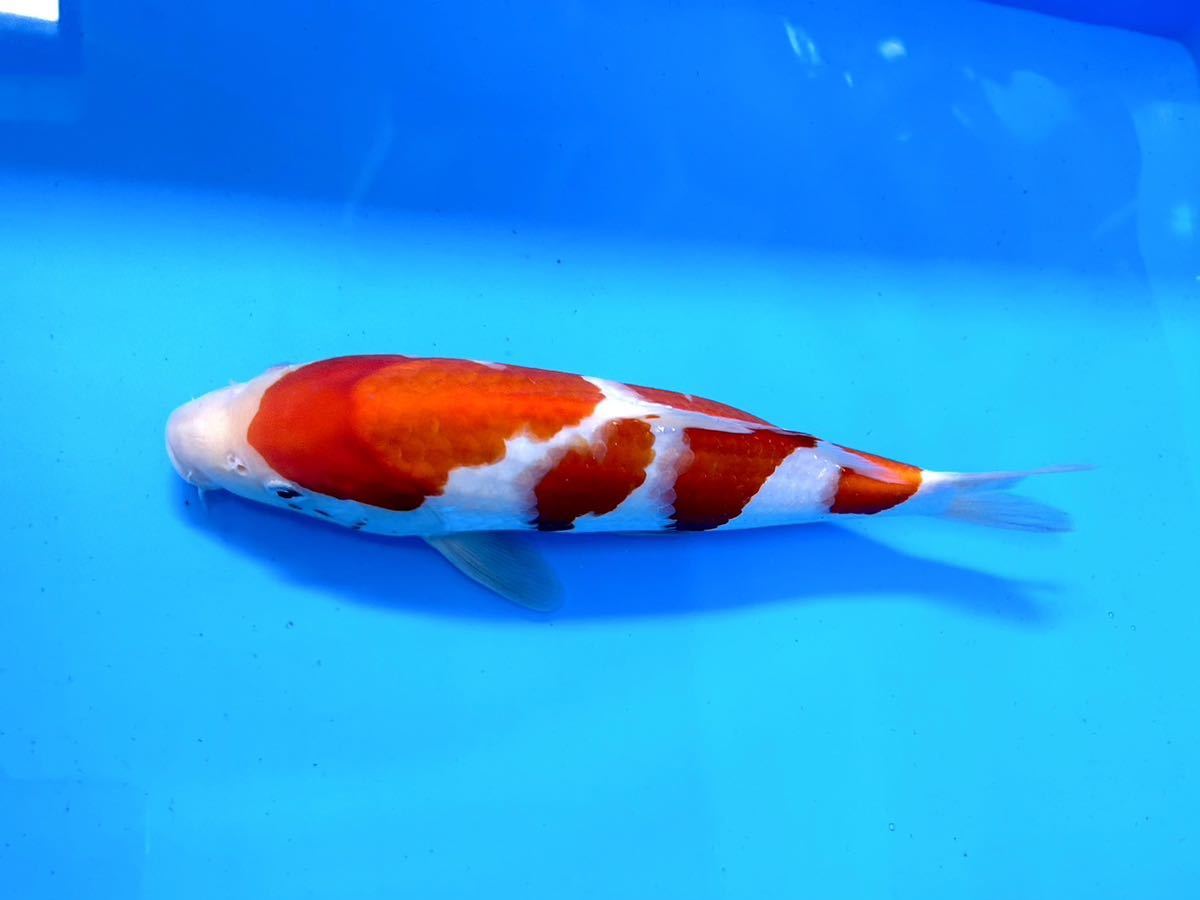 【美鯉】 錦鯉　★ 真夏の祭典！！★ 紅白 ☆明け2歳☆29cm位☆《同梱不可》M-10