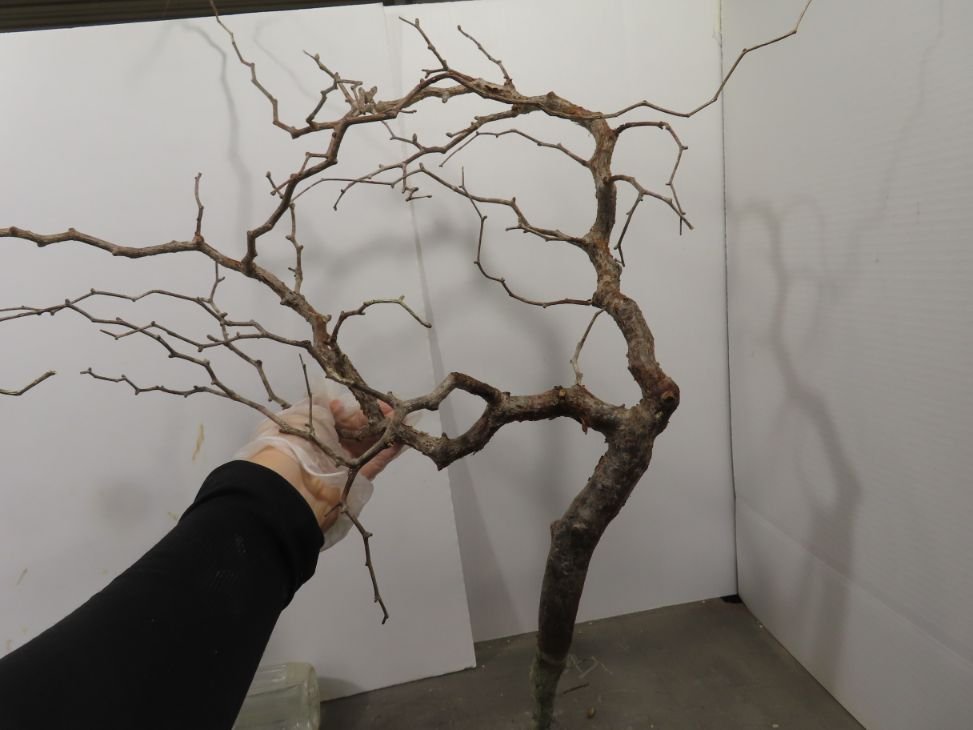 セ0651 「塊根植物」コミフォラ モンストローサ 抜き苗【7/14最新到着・Commiphora monstrosa・マダガスカル・枝先折れ、枯れアリ】