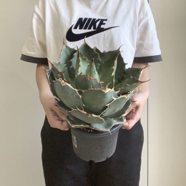 IR1375】S級！！22㎝大株！！【極上高級株！イラン産◇アガベ チタノタ