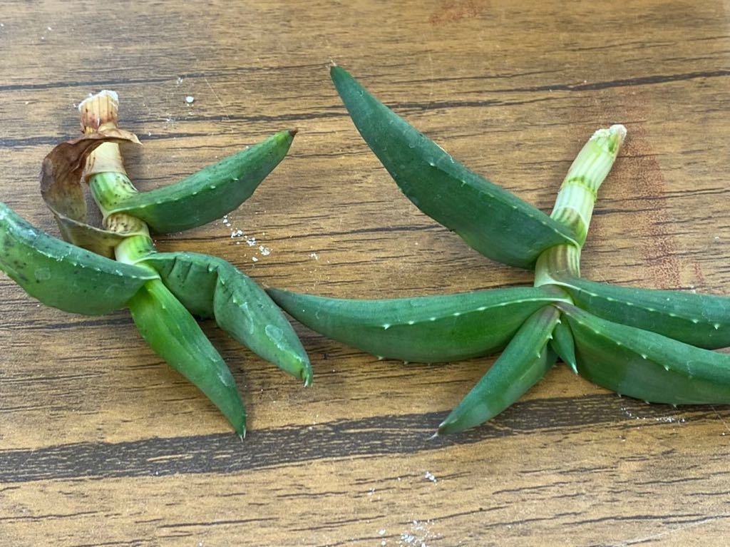 CO★607 ペアルソニー カット苗2本 ②アロエ ★　サボテン 多肉植物