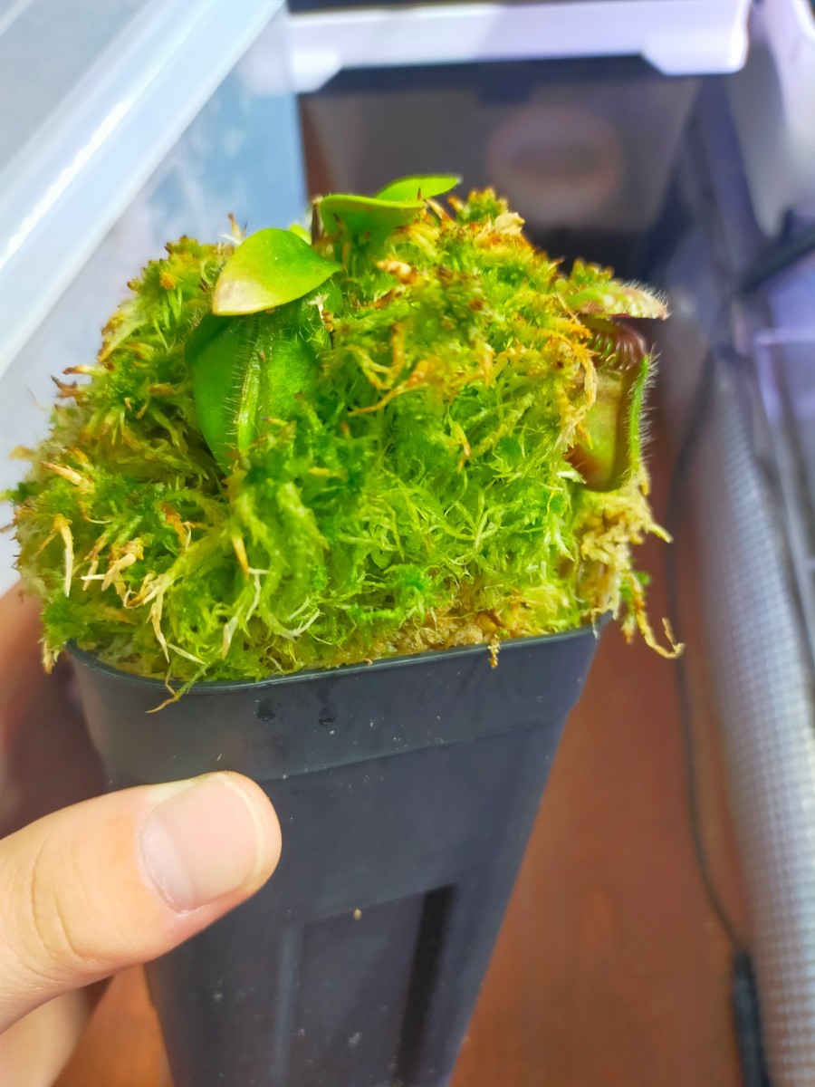食虫植物 Cephalotus follicularis Dudley Watts Araflora 