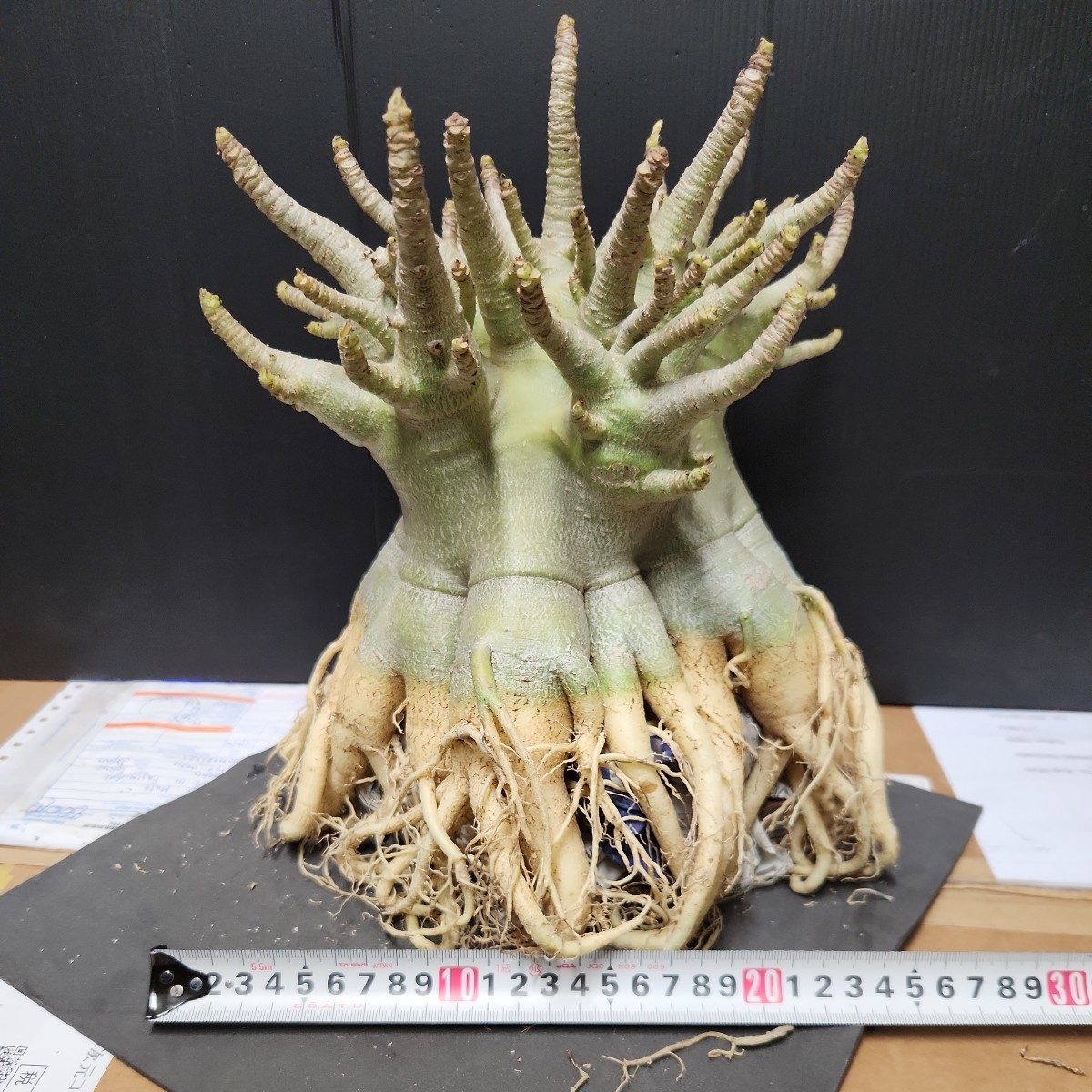 アデニウム☆アラビカム大型！タコ足株！！⑥(観葉植物)｜売買された
