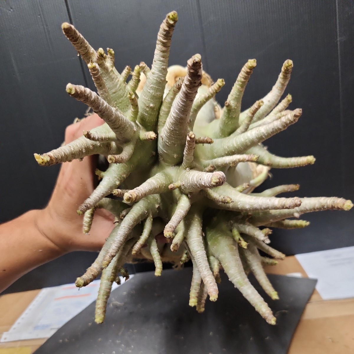 アデニウム☆アラビカム大型!タコ足株!!⑥(観葉植物)|売買された アデニウム☆アラビカム大型!タコ足株!!⑥(観葉植物)|売買された