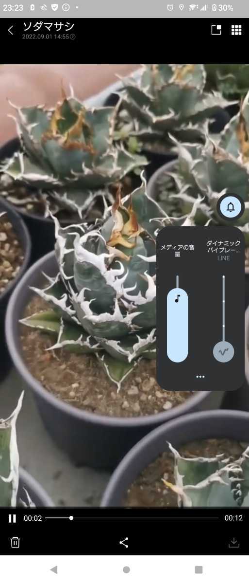 アガベチタノタ【海王】特選株！ アガベ 強棘 チタノタ の通販 園芸