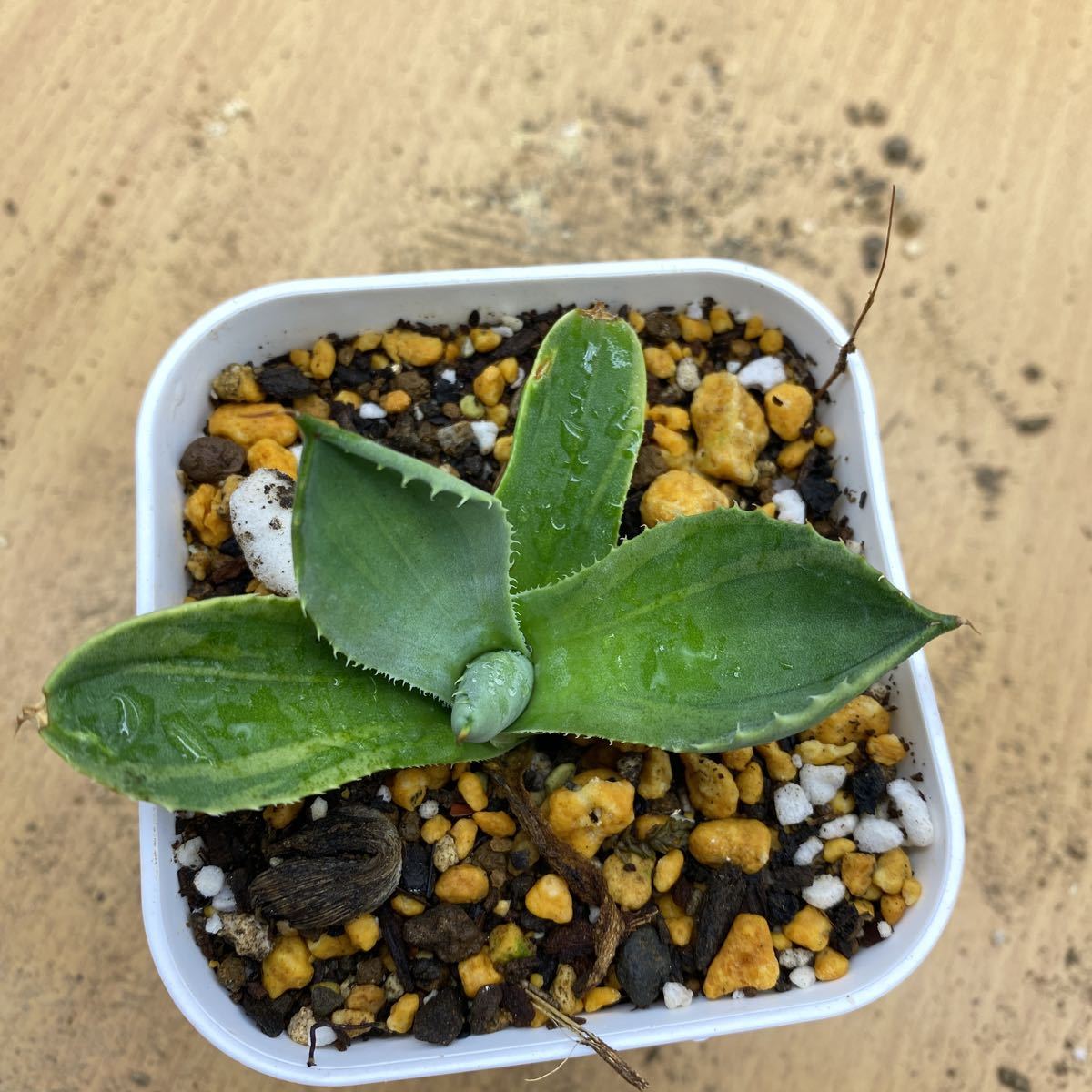 アガベ パリー トランカータ ライムストリーク parryi var. truncata