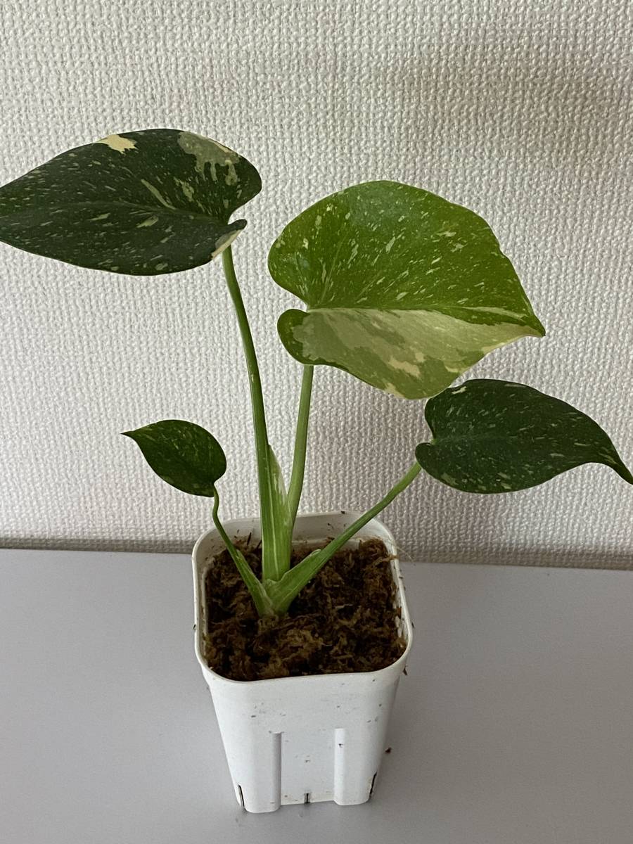 斑入りモンステライエロー・タイコンステレーション・ Yellow 斑入り