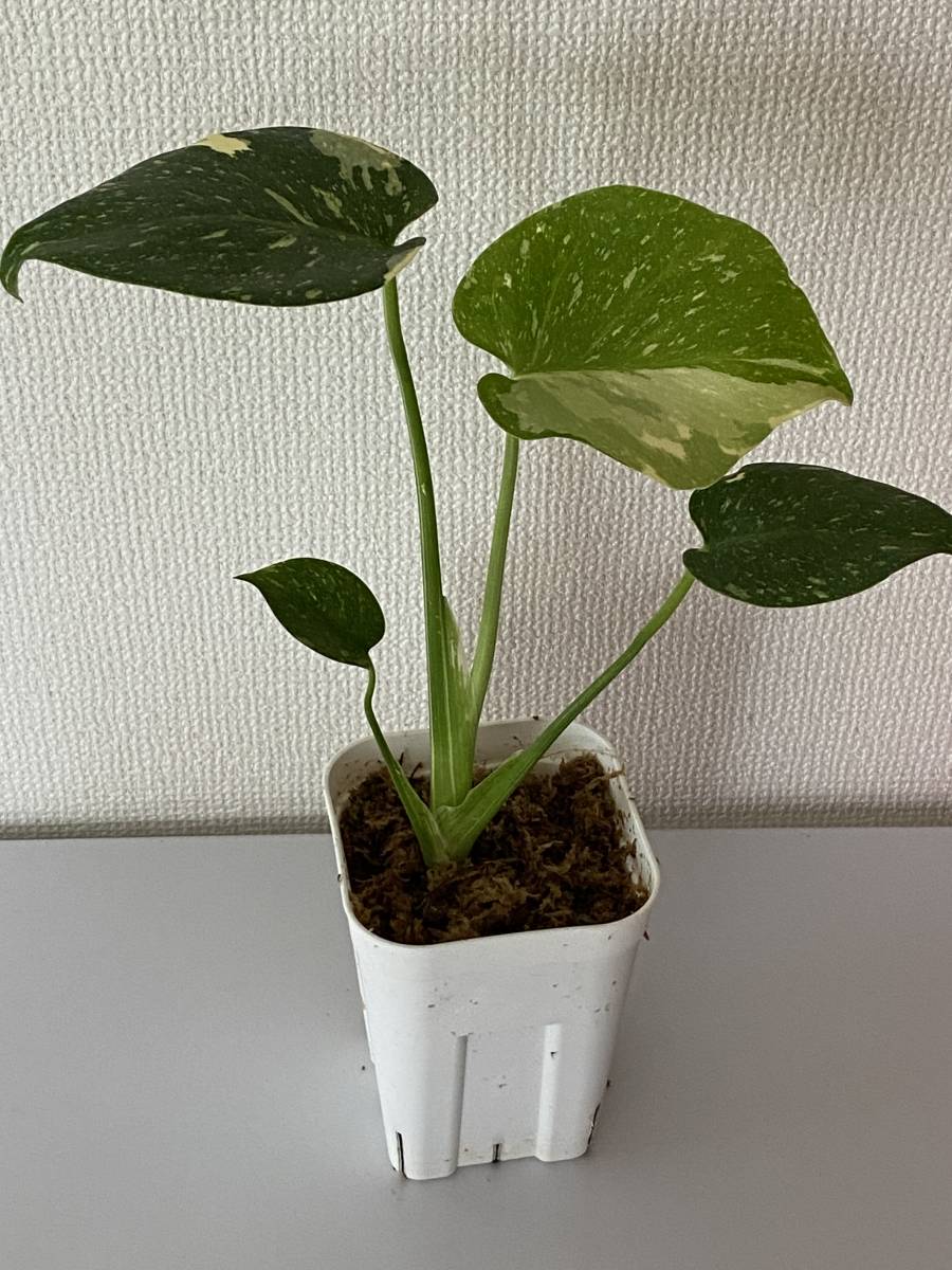 Varigated monstera 班 入り モンステラ 斑入りモンステラ完全ガイド