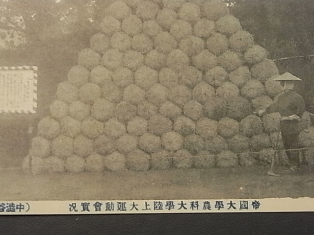 戦前　★「東京帝国大学　運動会」　絵葉書　　３枚　