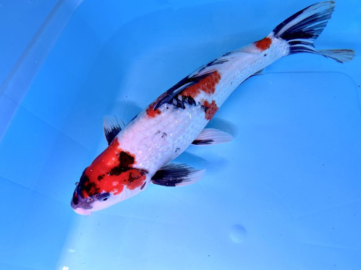 銀鱗 昭和三色 雄 2才 50センチ位(錦鯉)｜売買されたオークション情報  