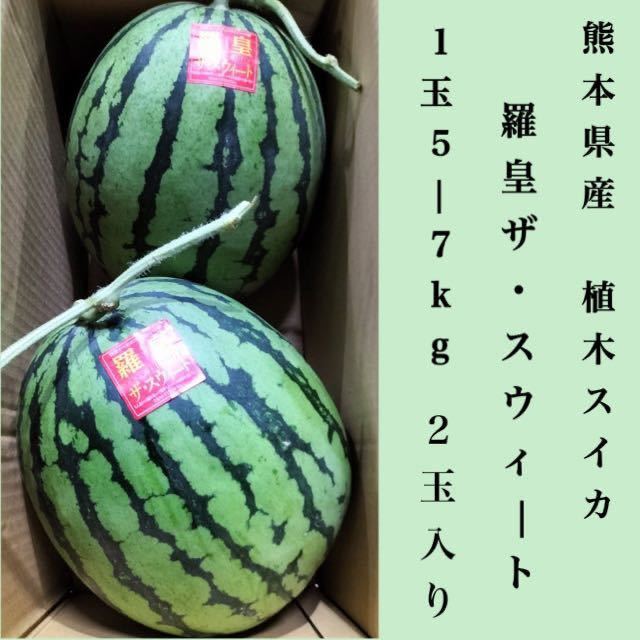 羅皇ザ・スウィート 熊本県産 1玉 すいか : 他 植木スイカ 数量限定