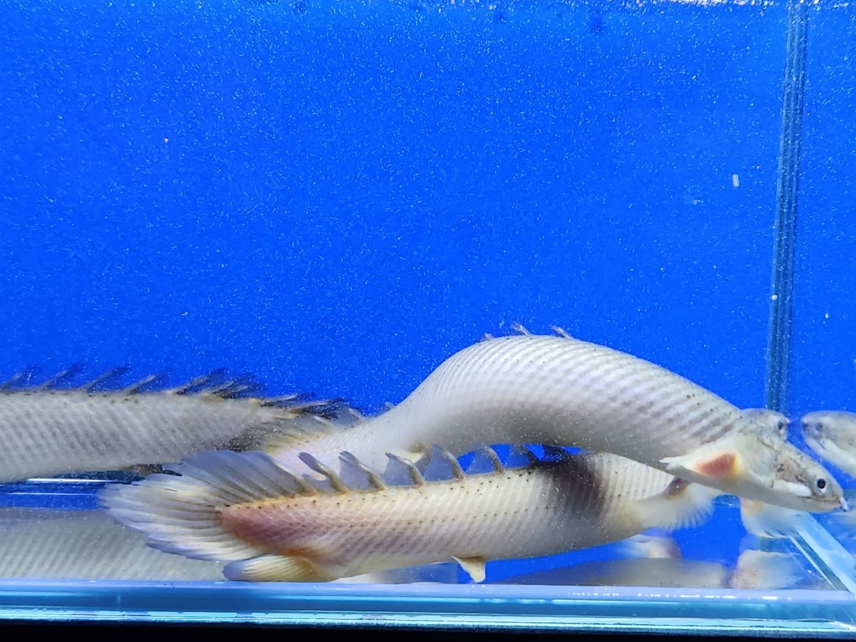 ポリプテルスセネガルス約15cm 3匹セット ギニア便ワイルド 格安 