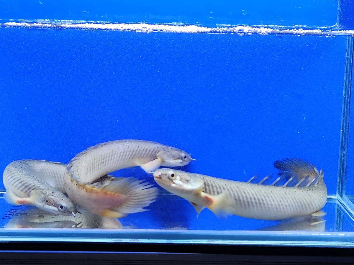 ポリプテルスセット 格安
