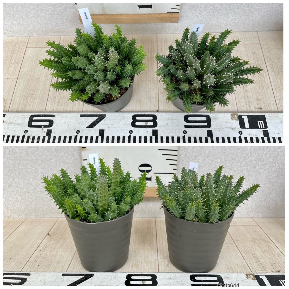 多肉植物 ガガイモ フェルニア ハイブリッド 8鉢 4号 現品 送料無料】