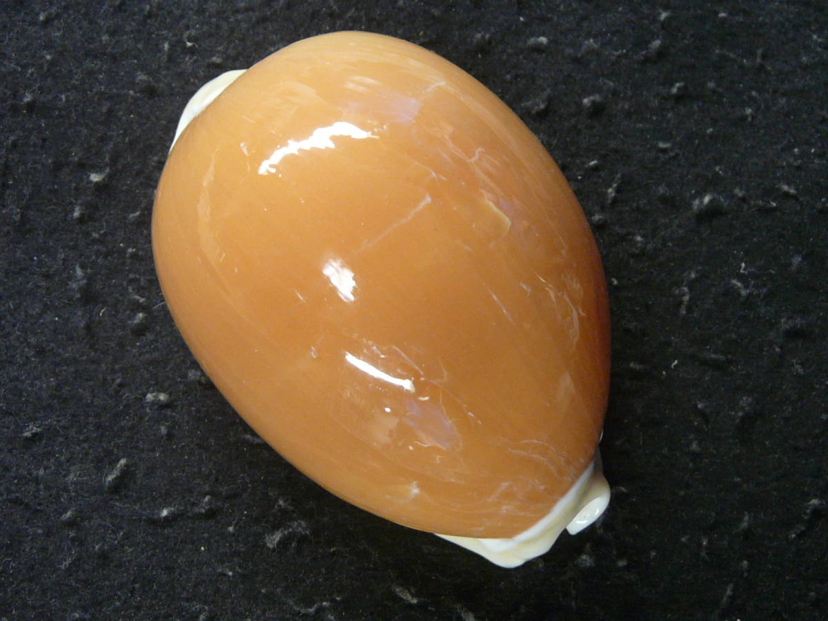 貝殻標本「ナンヨウダカラ（少産・美！）」