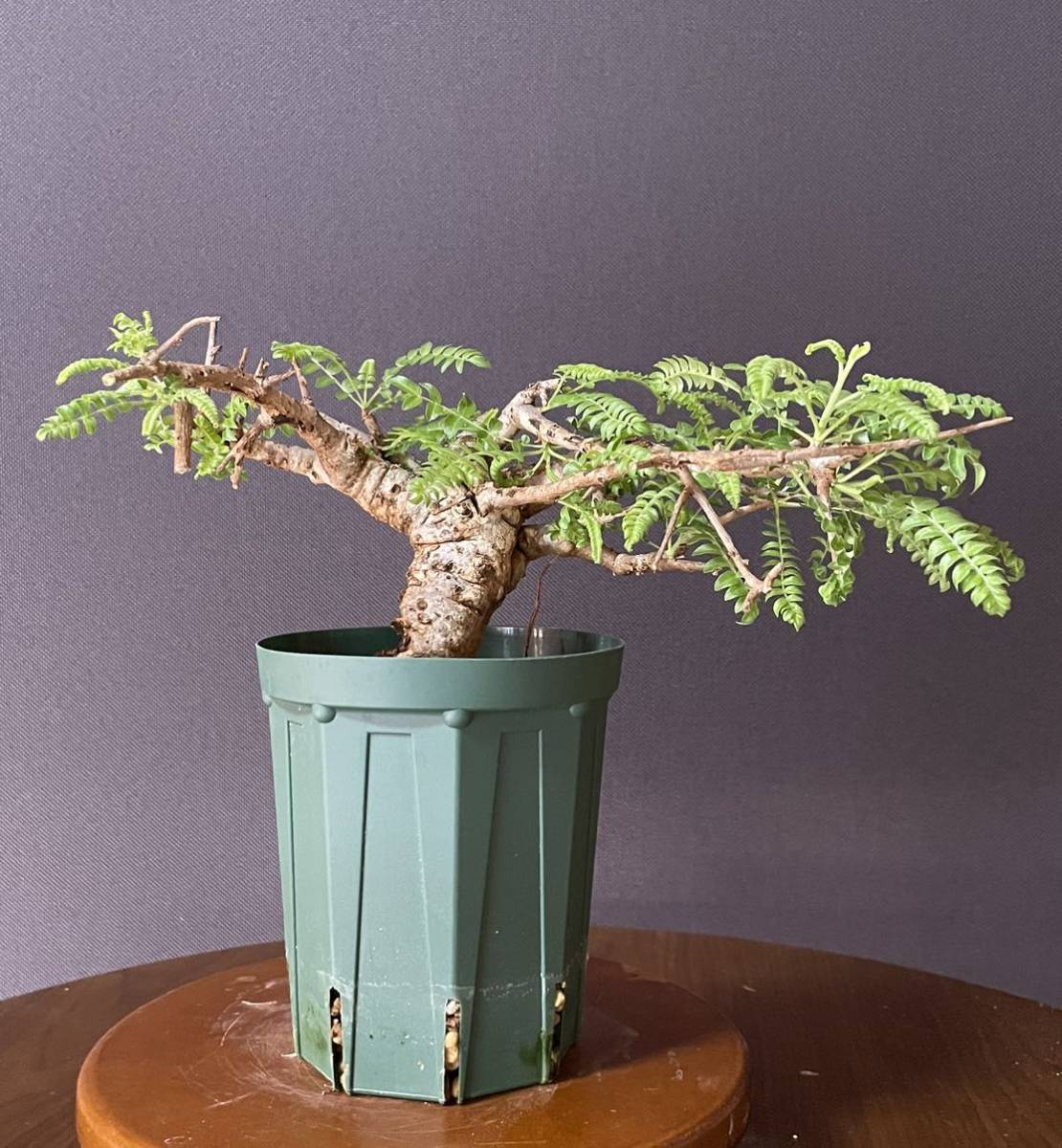 低重心良型 発根済》ボスウェリア ネグレクタ Boswellia neglecta(検 