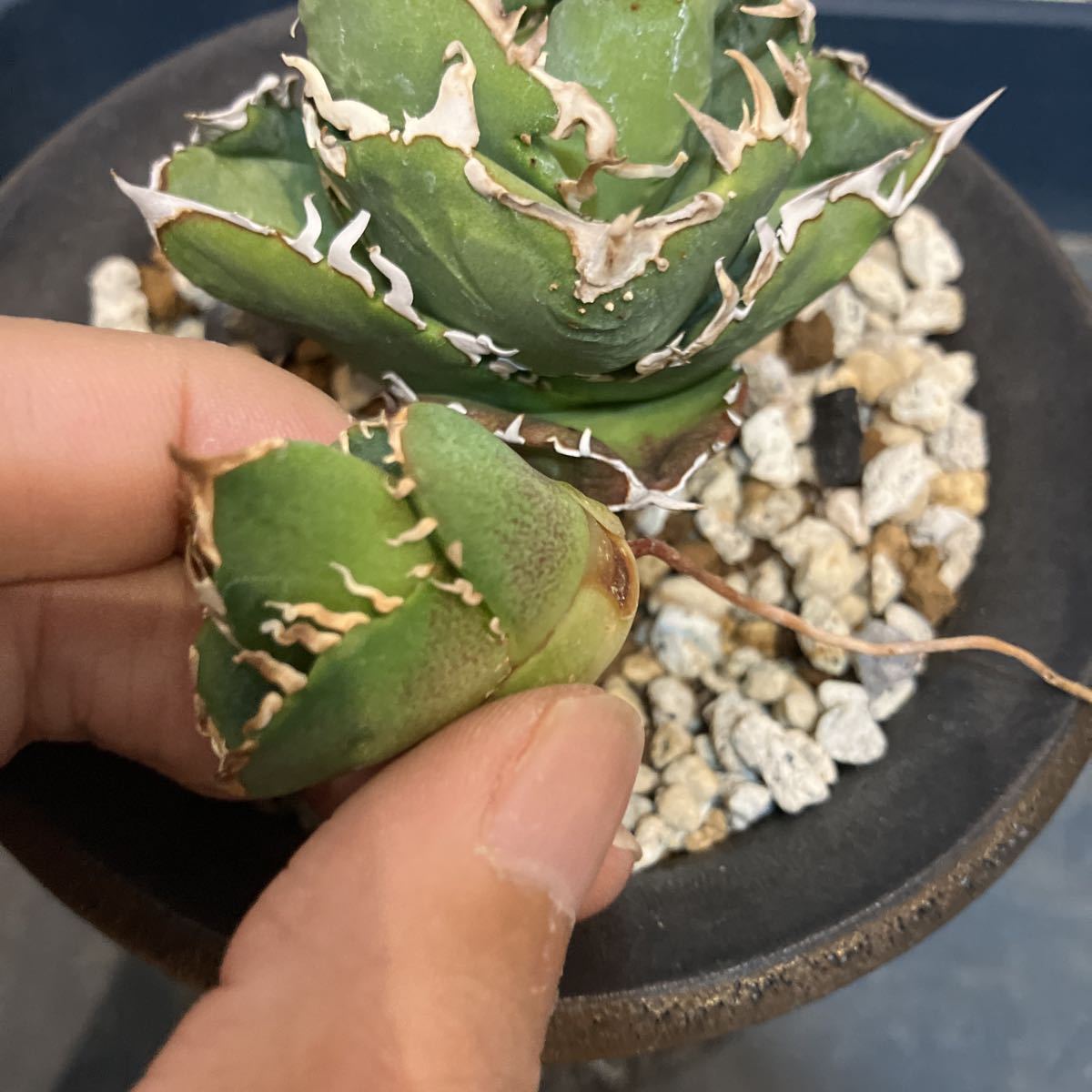 アガベ チタノタ COK c.o.k コック 追星 agave titanota ムチプリ子株 