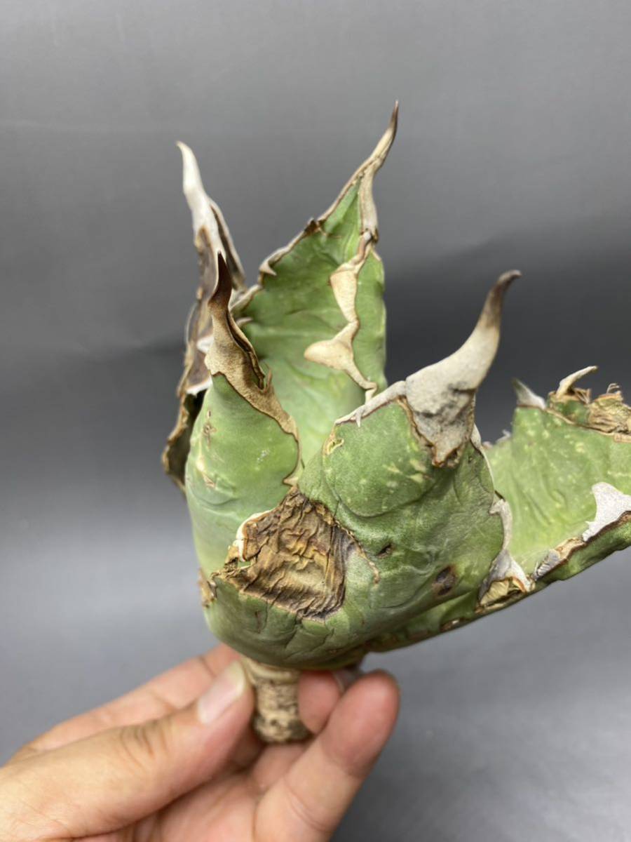 S807-10 Agave titanota Oteroi Oaxaca アガベ チタノタ オテロイ