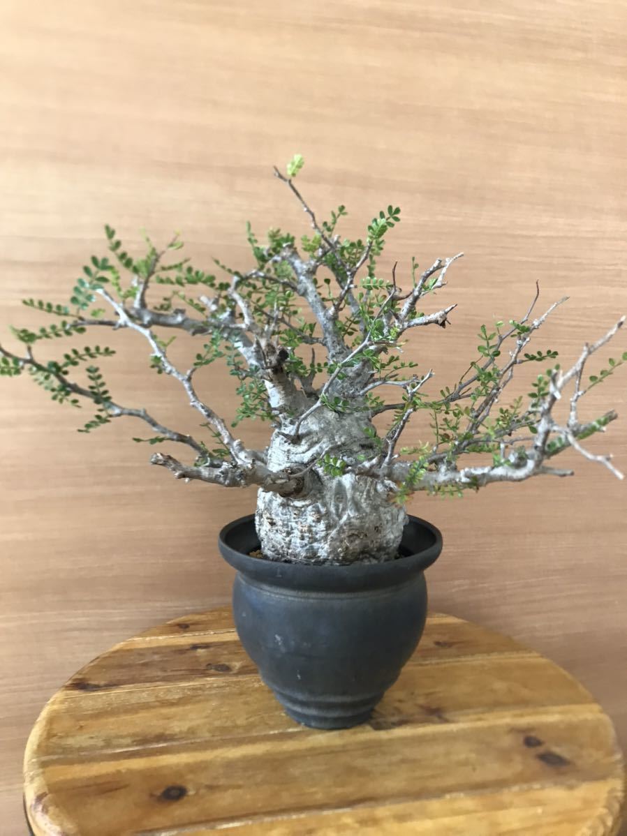 オペルクリカリアパキプス　コーデックス　塊根　現地株　発根済　カタチ製作所　鉢_1