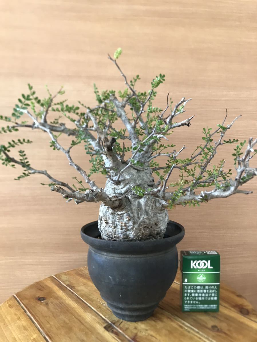 オペルクリカリアパキプス　コーデックス　塊根　現地株　発根済　カタチ製作所　鉢_2