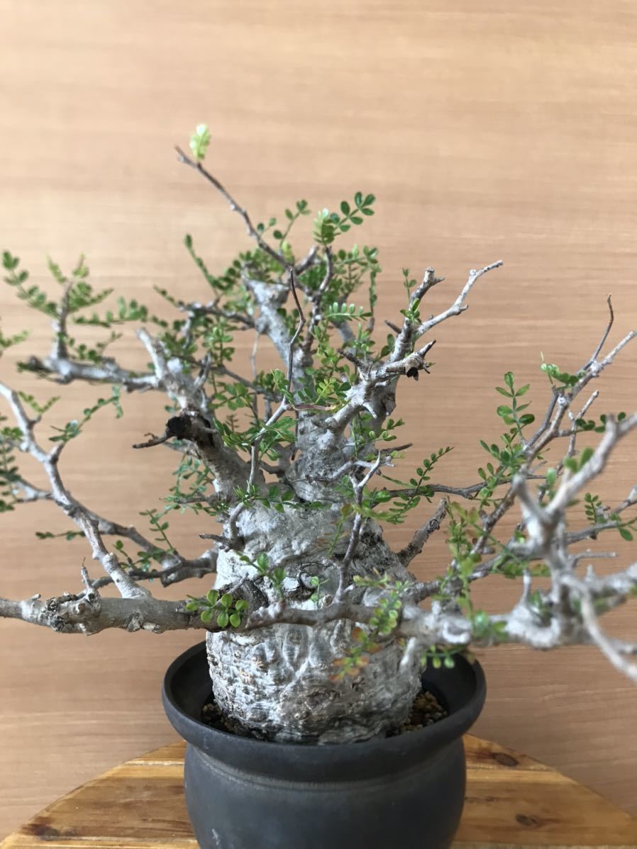 オペルクリカリアパキプス　コーデックス　塊根　現地株　発根済　カタチ製作所　鉢_3