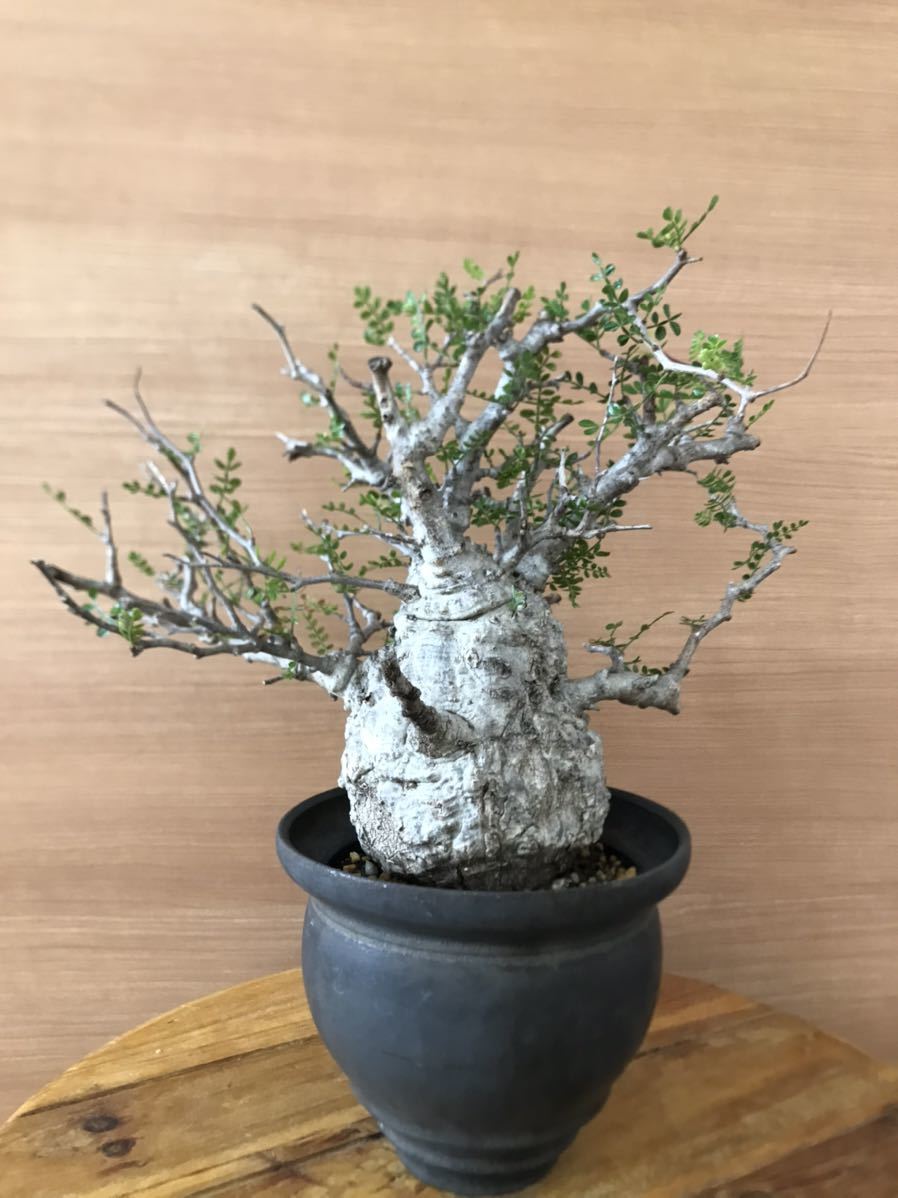 オペルクリカリアパキプス　コーデックス　塊根　現地株　発根済　カタチ製作所　鉢_4