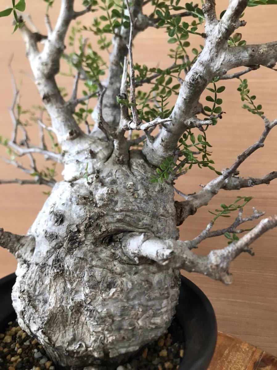 オペルクリカリアパキプス　コーデックス　塊根　現地株　発根済　カタチ製作所　鉢_5