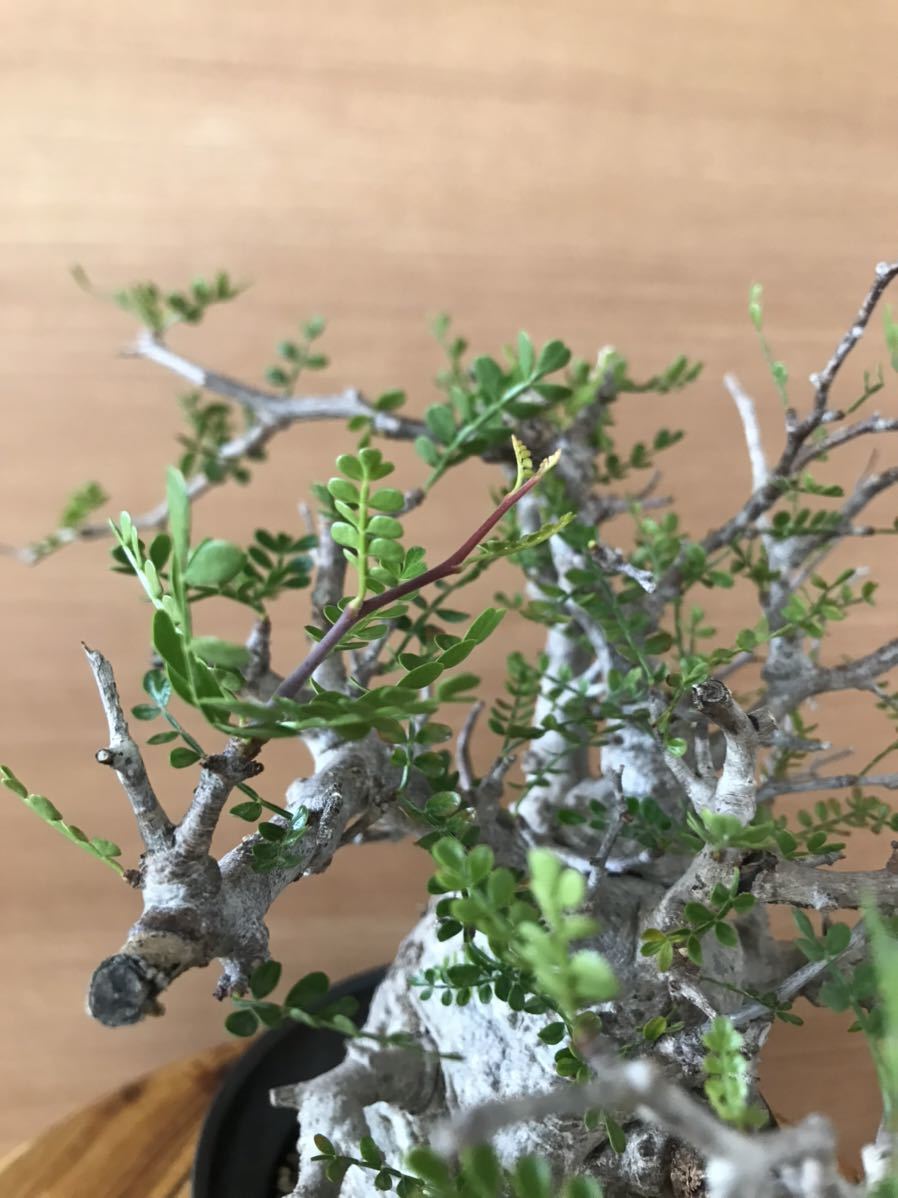 オペルクリカリアパキプス　コーデックス　塊根　現地株　発根済　カタチ製作所　鉢_7