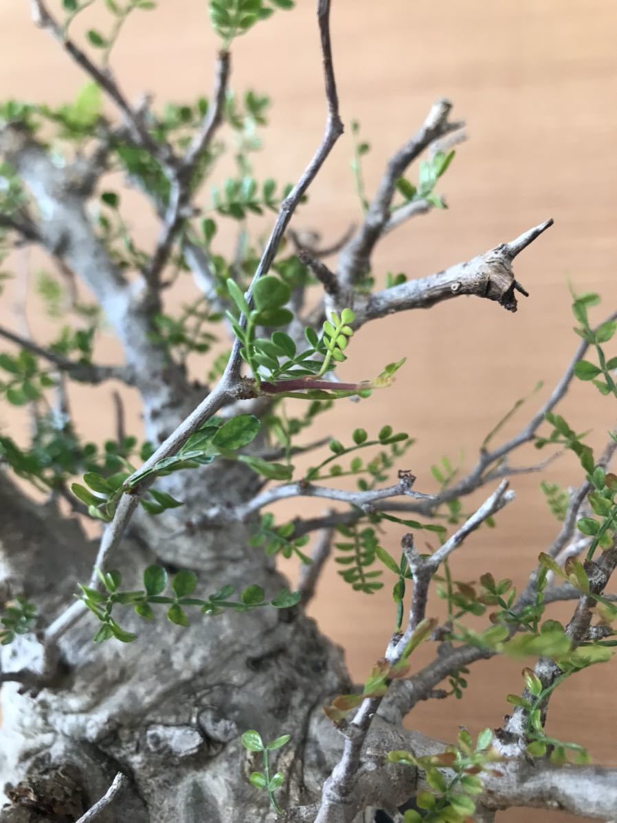 オペルクリカリアパキプス　コーデックス　塊根　現地株　発根済　カタチ製作所　鉢_8