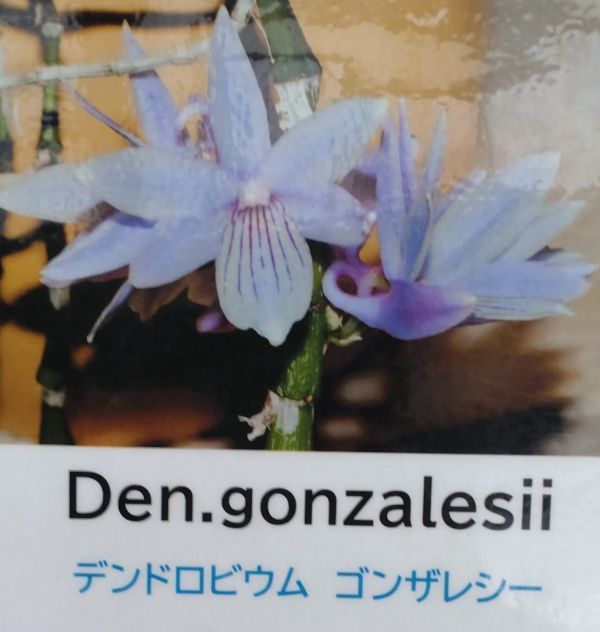 Yahoo!オークション 原種 - 「洋蘭 den」花、園芸の落札相場 Den 北軽