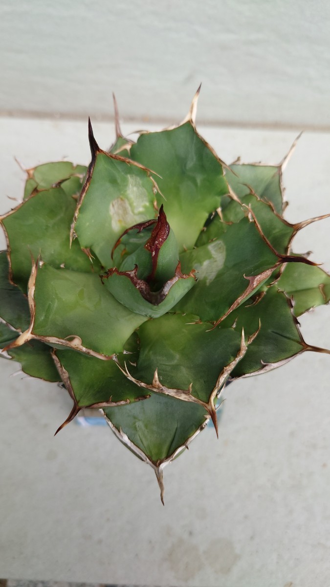 アガベ チタノタ ペルシアンドワーフ 葉焼けあり 送料無料(*^^*) 多肉植物