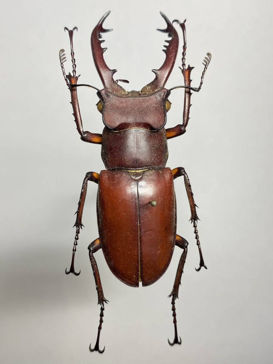 昆虫標本】台湾南部産 タカサゴミヤマクワガタ Lucanus dybowskyi