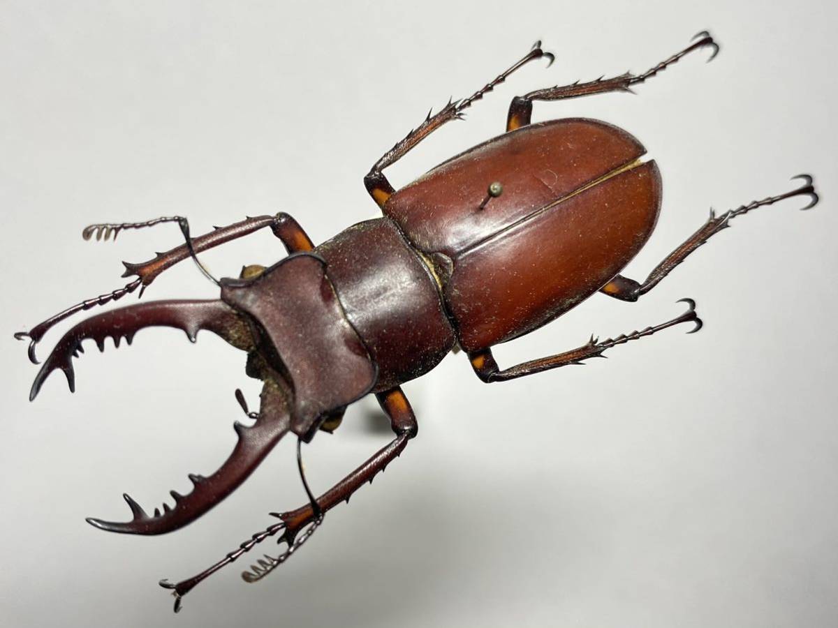 昆虫標本】台湾南部産 タカサゴミヤマクワガタ Lucanus dybowskyi
