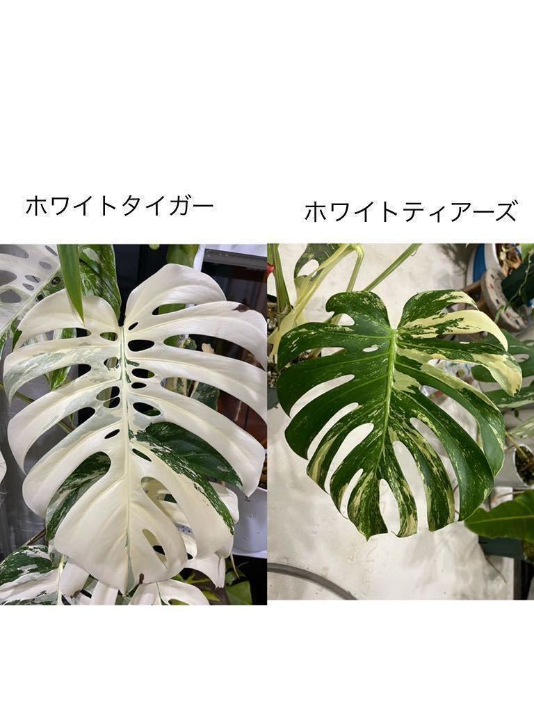 モンステラお好きな方ご注意！モンステラデリシオーサ白斑入り 