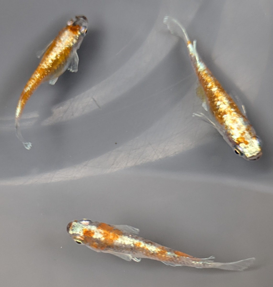 UOPARA】モ1 朱光菊 上物 めだか オス2匹メス3匹 ※現物個体・産卵確認 