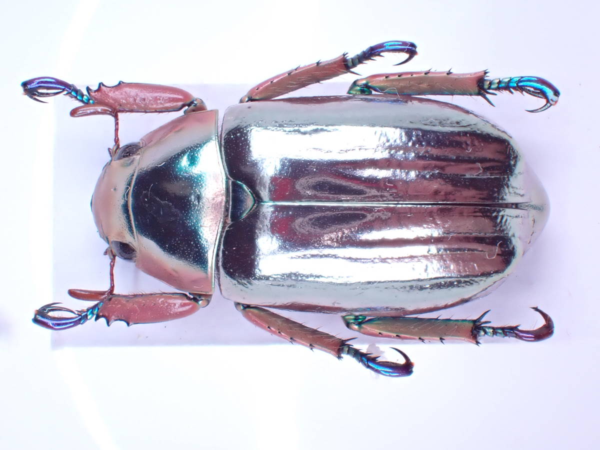 Chrysina chrysargyrea 標本 クリサルギレアプラチナコガネ Chrysina chrysargyrea 標本 クリサルギレアプラチナコガネ Chrysina