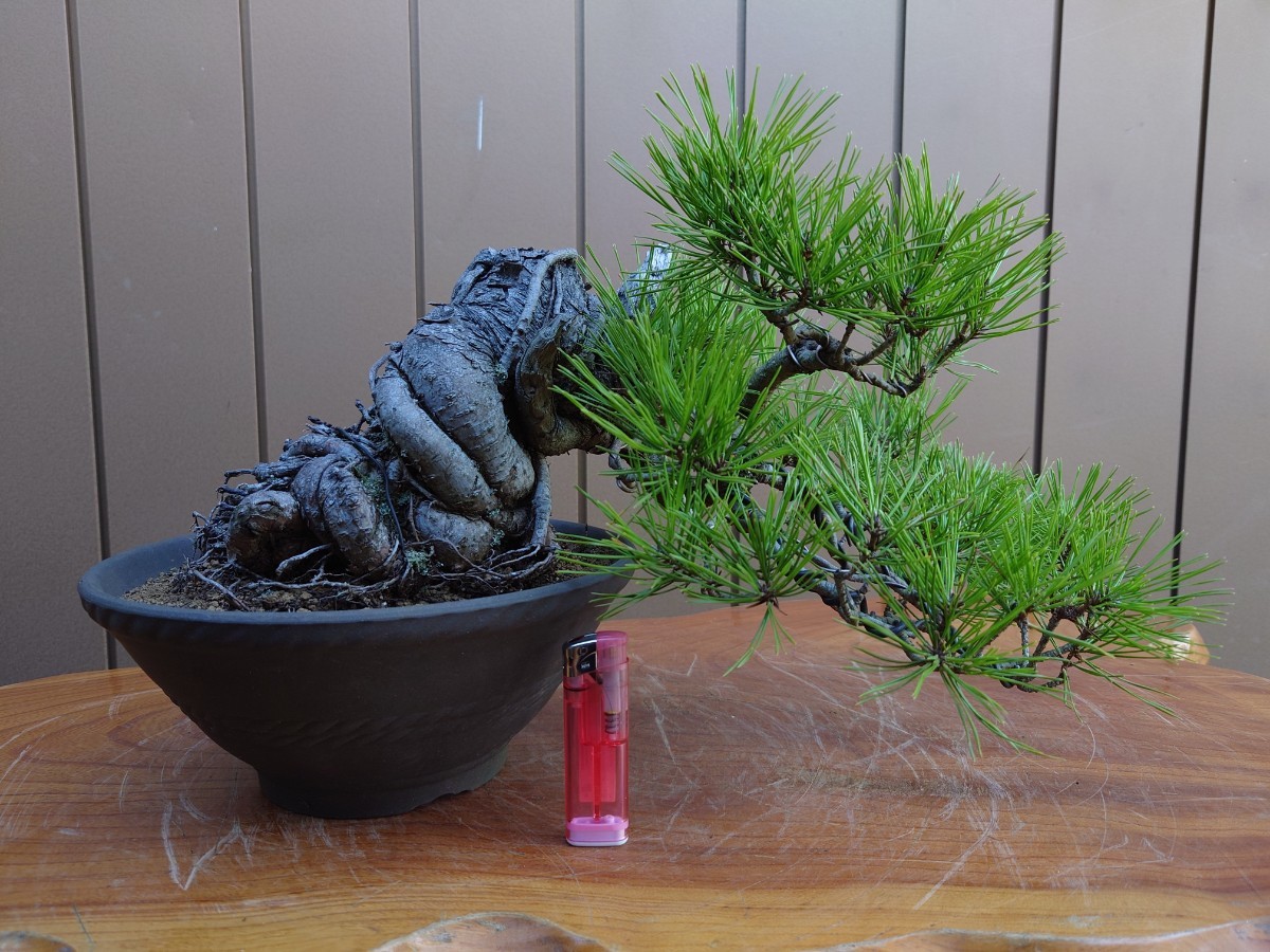 盆栽　赤松　上下25cm