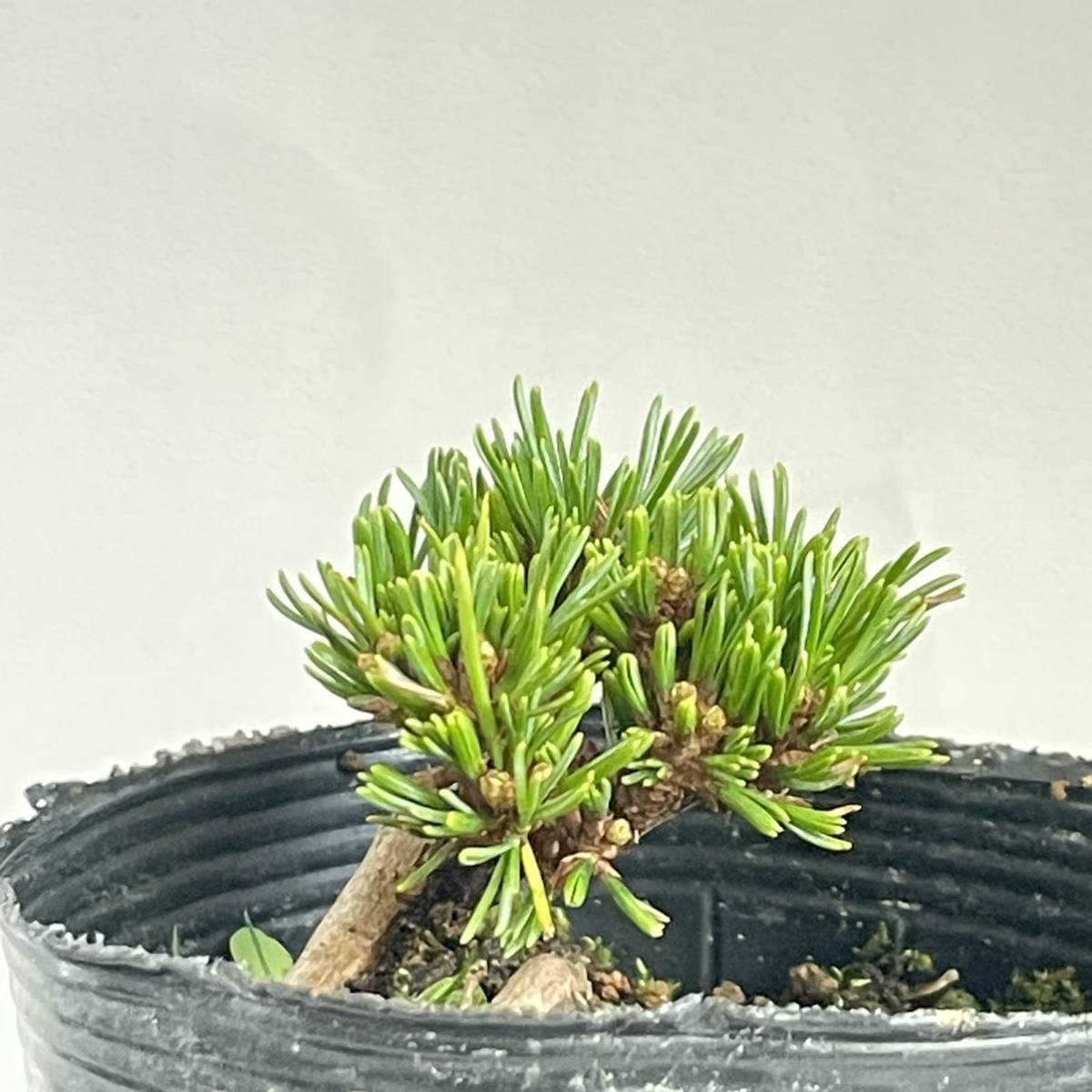 八房五葉松 【明星】小品盆栽 素材 樹高4cm #36
