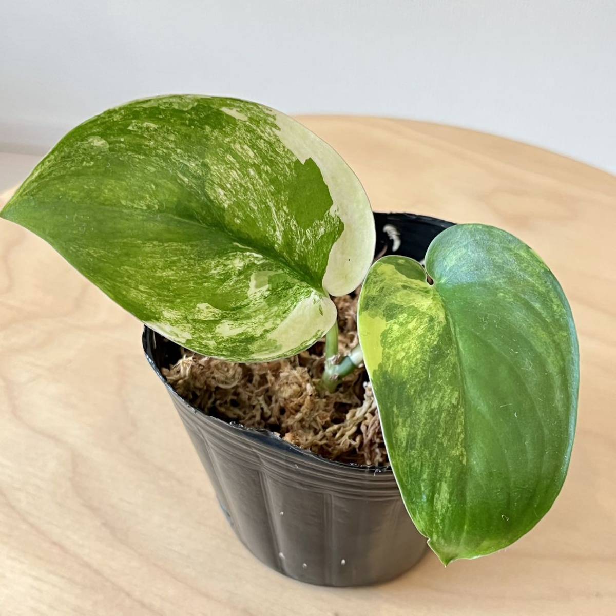 scindapsus Jade Satin variegated スキンダプサス ジェイド サテン