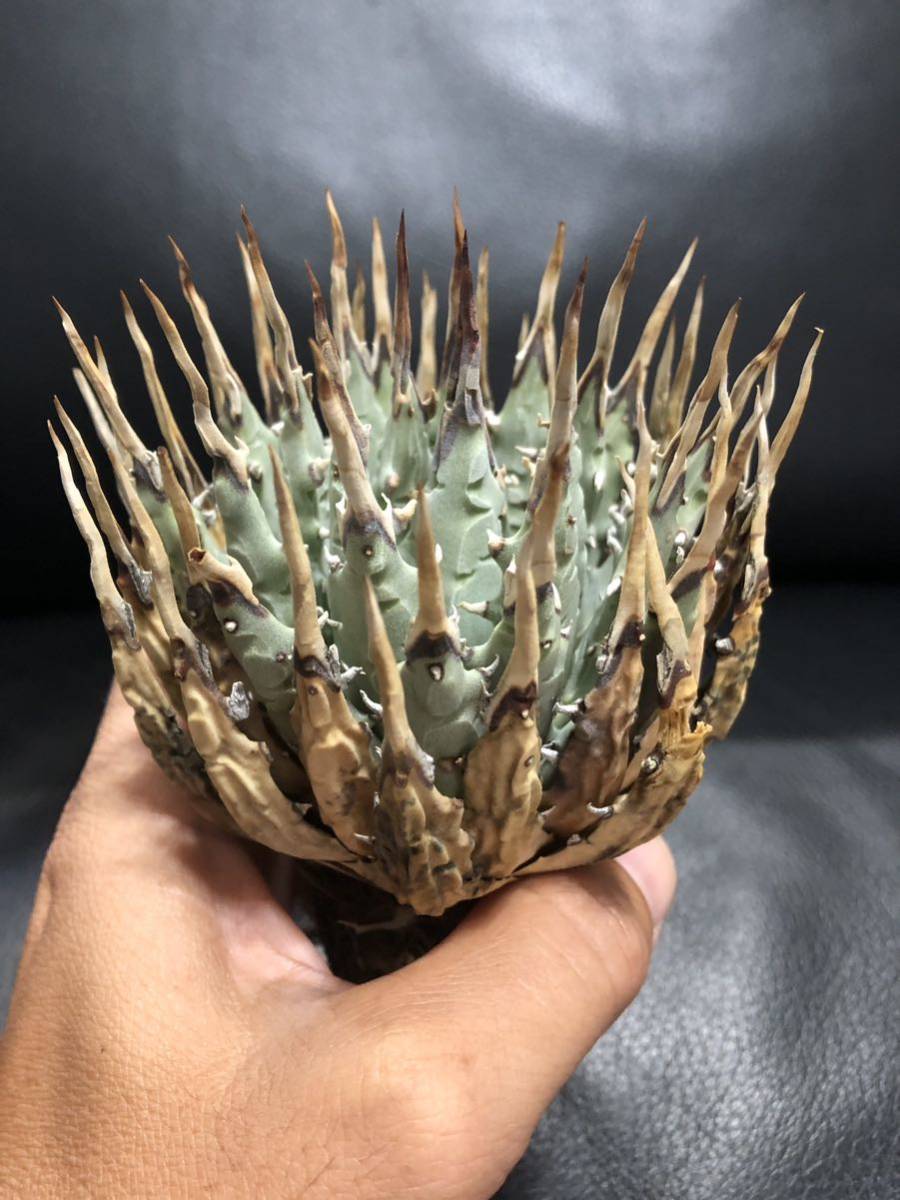 アガベ 3.5号 チタノタ ブラックアンドブルー titanota Black and Blue｜観葉01-D1 | 観葉・多肉,アガベ |  赤塚植物園オンライン 花の音｜花苗・ガーデニング・園芸商品の通販サイト 一株 titanota AXE アガベチタノタアックス子株 短葉肉厚