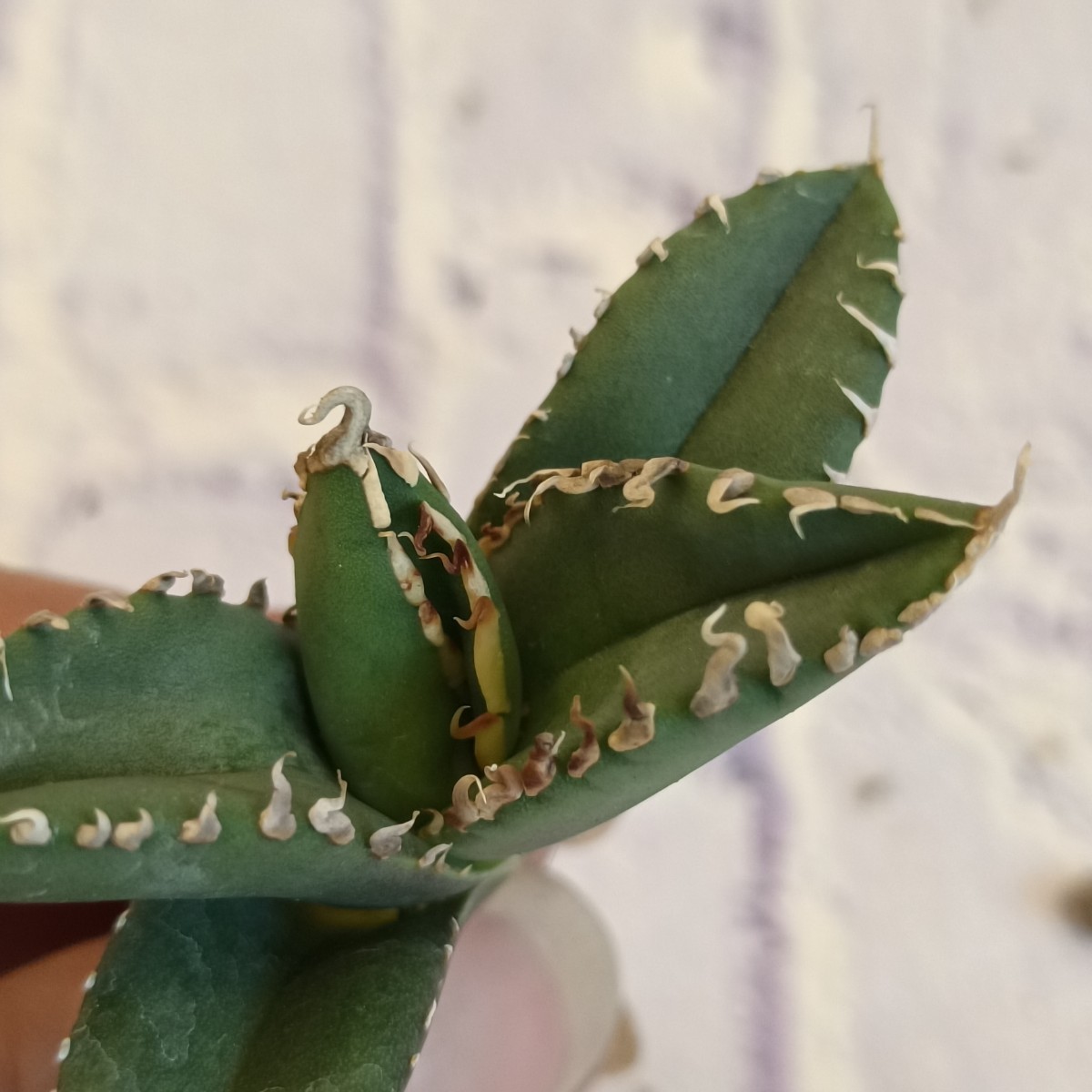S445 アガベ チタノタ 包心龍 極上小株 優良血統 Agave Titanota (検