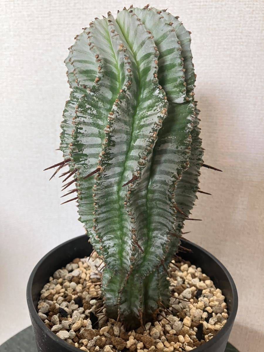 ユーフォルビアホリダ 関上No.1ゼブラホリダ 純血統 S胴太 大きめサイズ